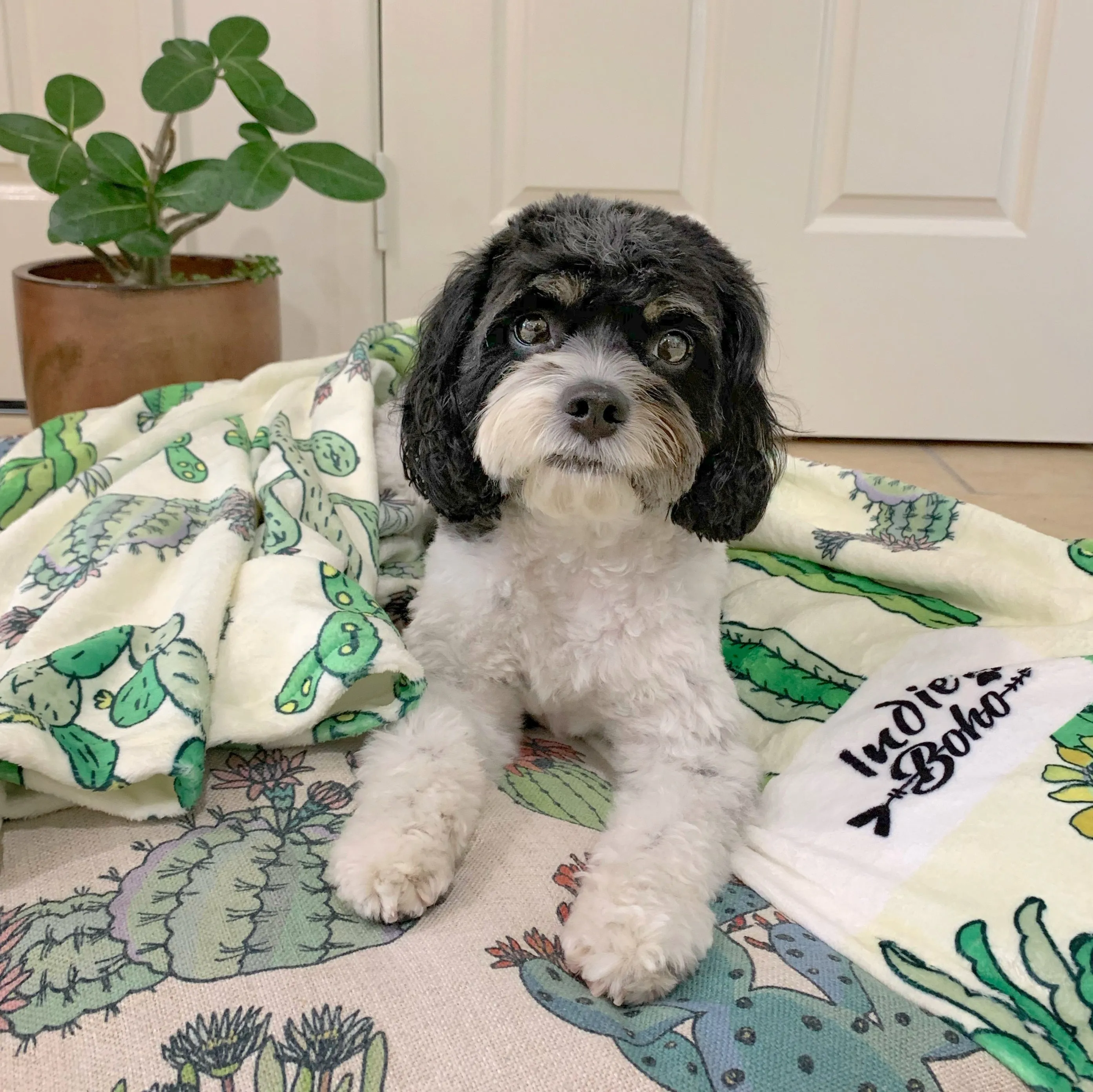 Desert Cacti – LARGE Dog Bed