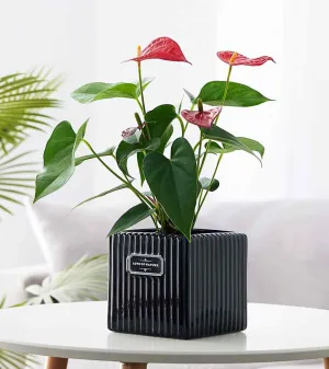 Modern Elegance Ribbed Black Ceramic Indoor Planter